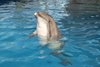 Предприятие из Крыма, где проходит оздоровительное плавание с дельфинами, получило лицензию на право деятельности 